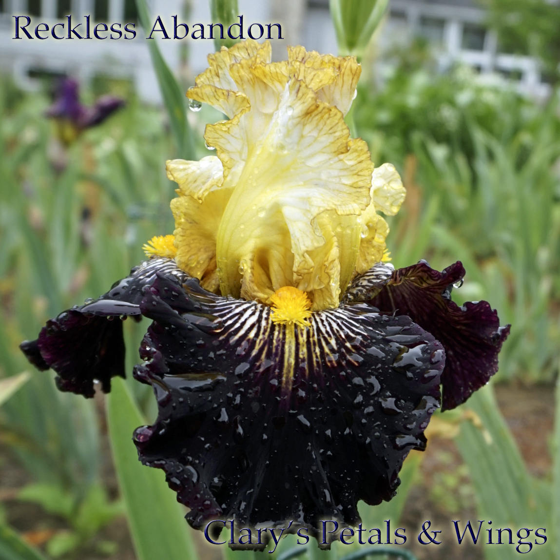 RECKLESS ABANDON - 2010 Tall Bearded Iris  Award Winner