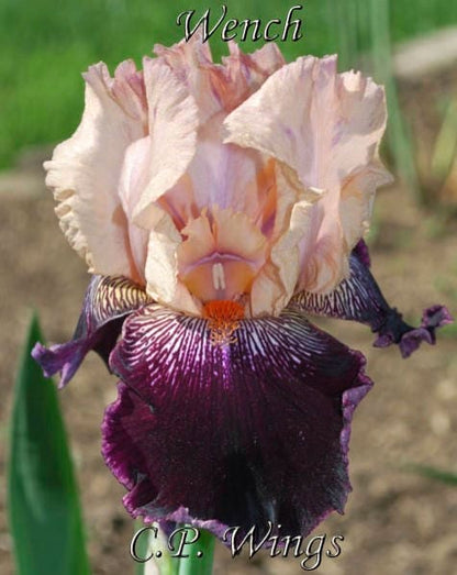 WENCH Tall Bearded Iris **Award Winner** Stunning bicolor!