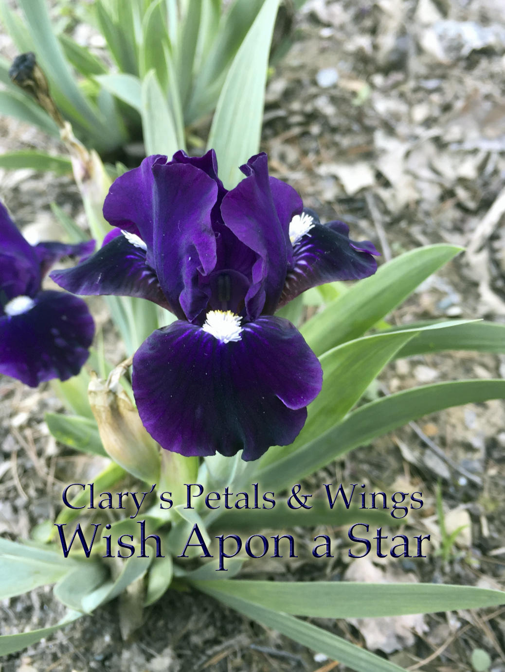 Wish Upon a Star - 2006 Standard Dawrf Bearded Iris - Purple-Black