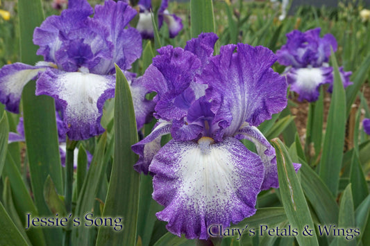 JESSE’S SONG -1983 TB- Reblooming