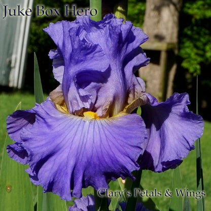 Juke Box Hero - Tall Bearded Iris -  Stunning Hyacinth Blue