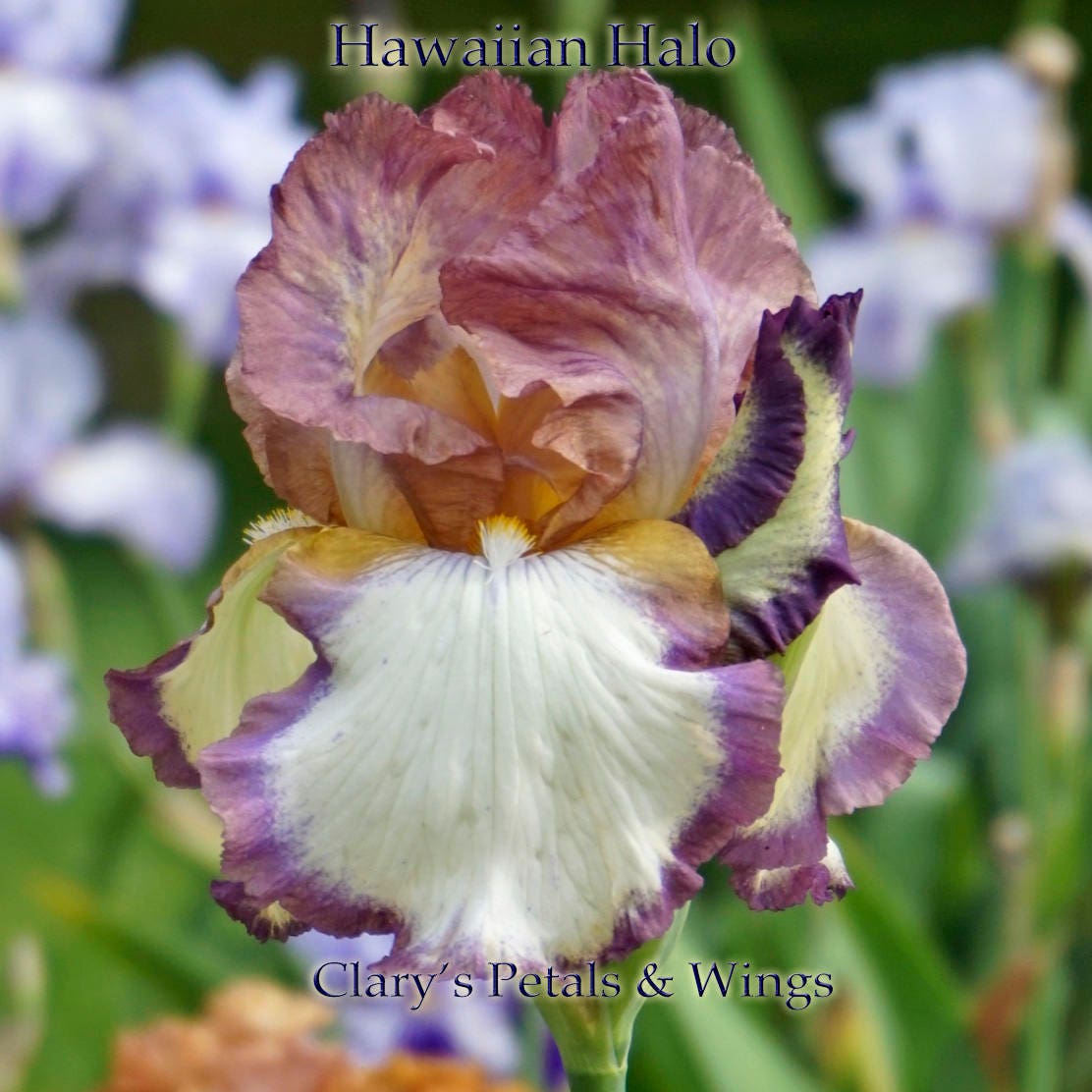 HAWAIIAN HALO- Tall Bearded Iris, Pink and white