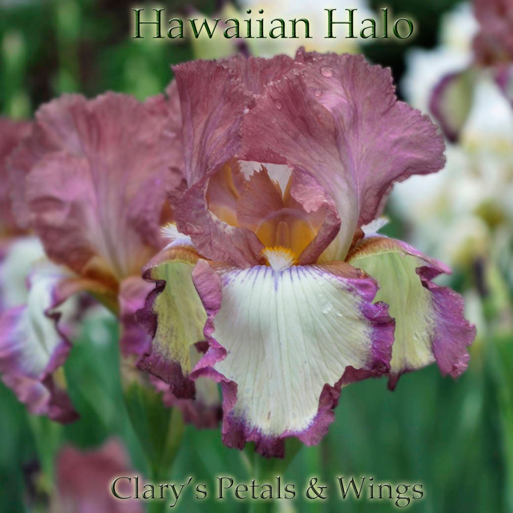 HAWAIIAN HALO- Tall Bearded Iris, Pink and white