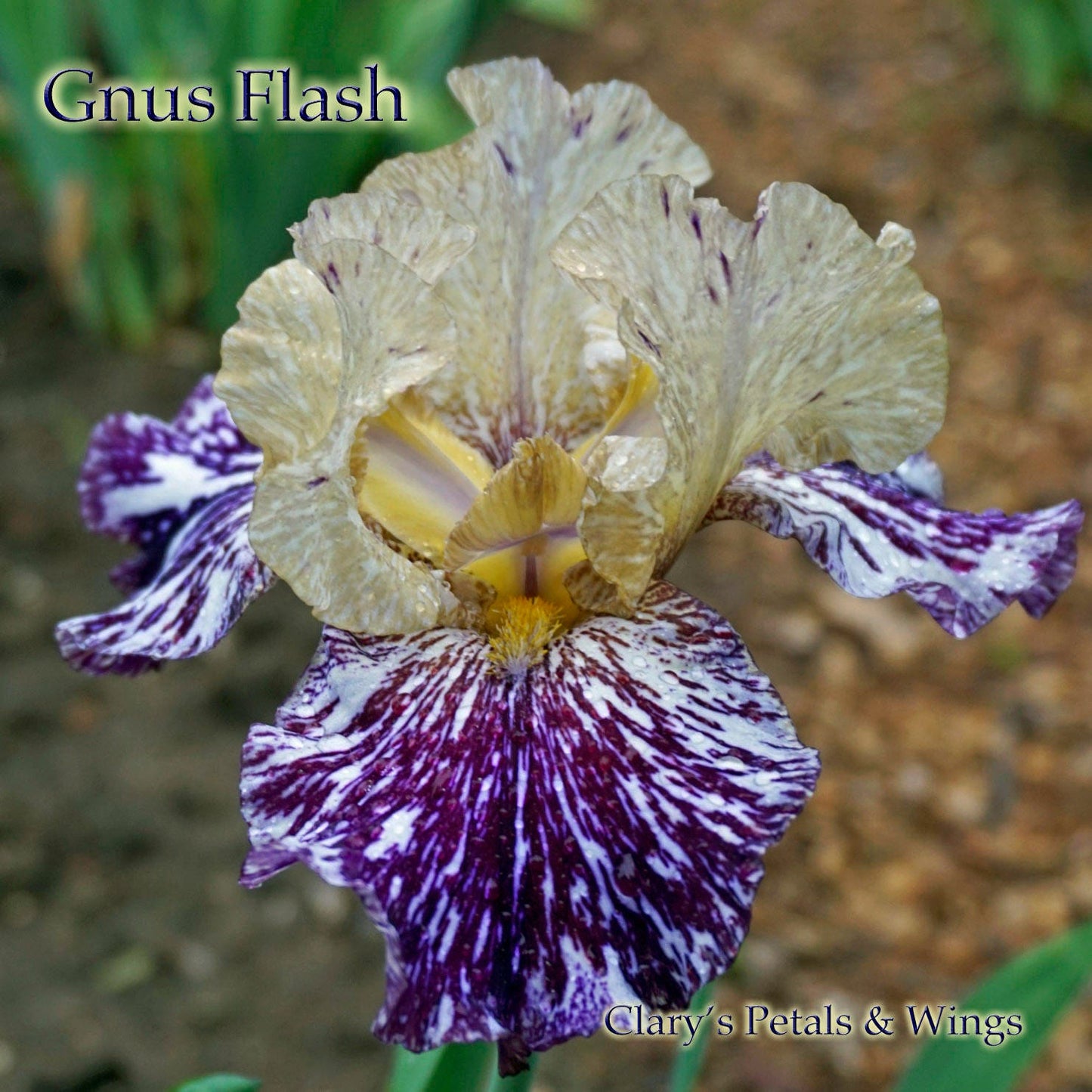 GNUS FLASH-1996