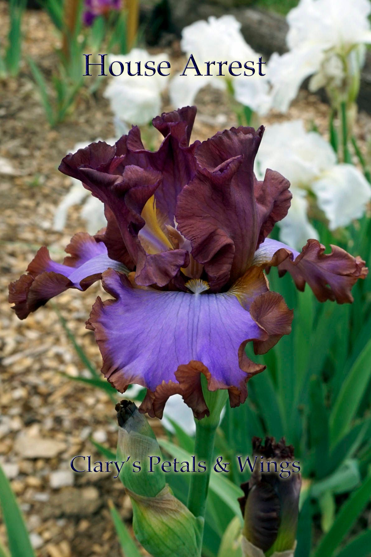 HOUSE ARREST - 2014 - Tall Bearded Iris - Award Winner