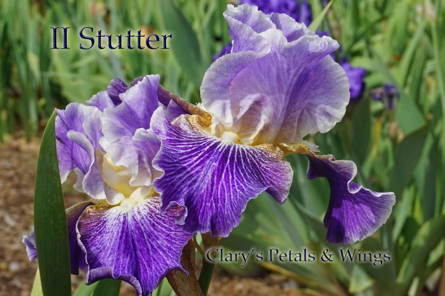 II Stutter - 2012 Tall Bearded Iris - Ruffled - Luminata - Rebloom - Award Winner