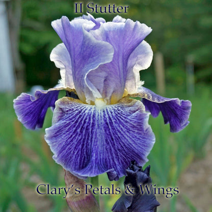 II Stutter - 2012 Tall Bearded Iris - Ruffled - Luminata - Rebloom - Award Winner