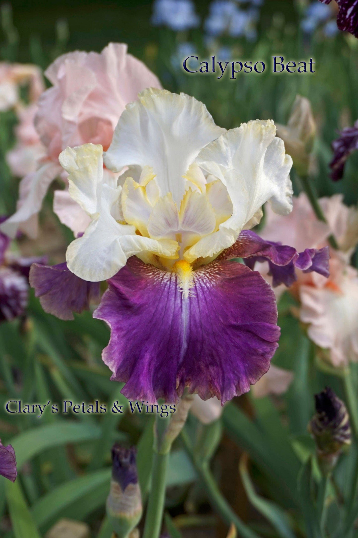 Calypso Beat 2002 Tall Bearded Iris  pansy violet/magenta