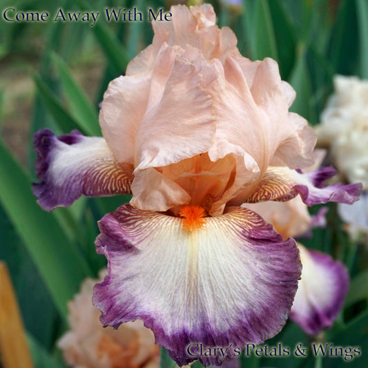 Come Away With Me - 2008 Tall Bearded Iris -  3 weeks of bloom!