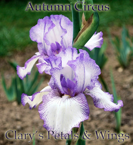 Autumn Circus - Tall Bearded Iris - Reblooming