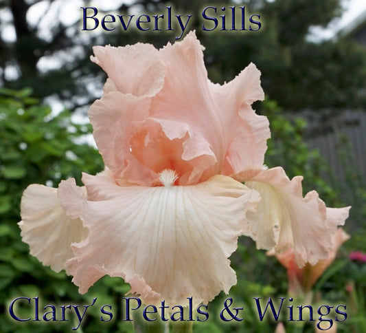BEVERLY SILLS - 1978 - Reblooming