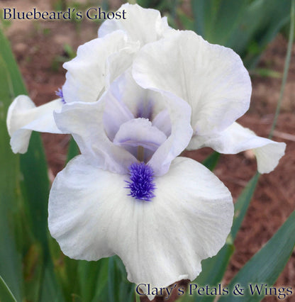 Bluebeard's Ghost - Standard Dwarf Bearded Iris - Award Winner