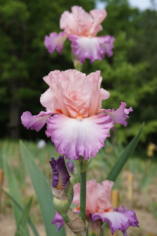 BLOWING KISSES - 2007 - TB