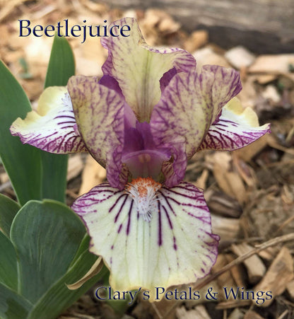 Beetlejuice - Miniature Dwarf Bearded Iris - Reblooming & Fragrant Award Winner