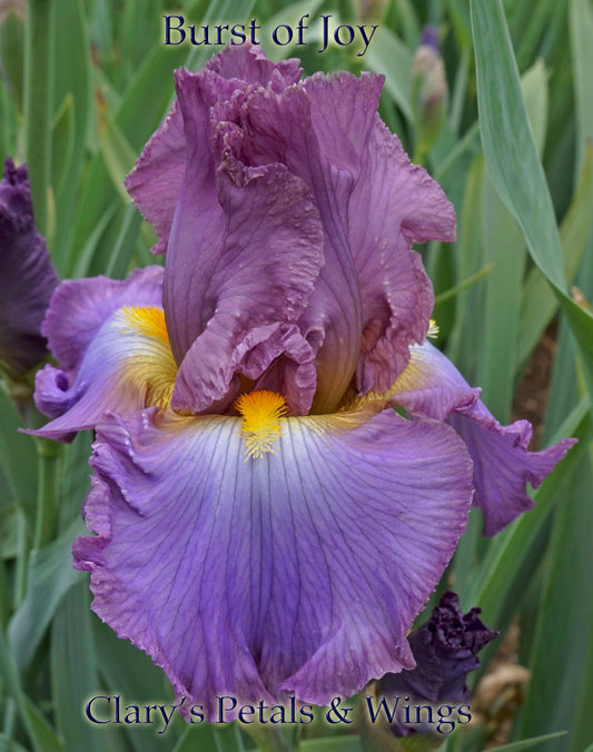 BURST OF JOY - 2010 - TB