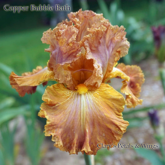 Copper Bubble Bath - 2002 Tall Bearded Iris - Fragrant Award Winner