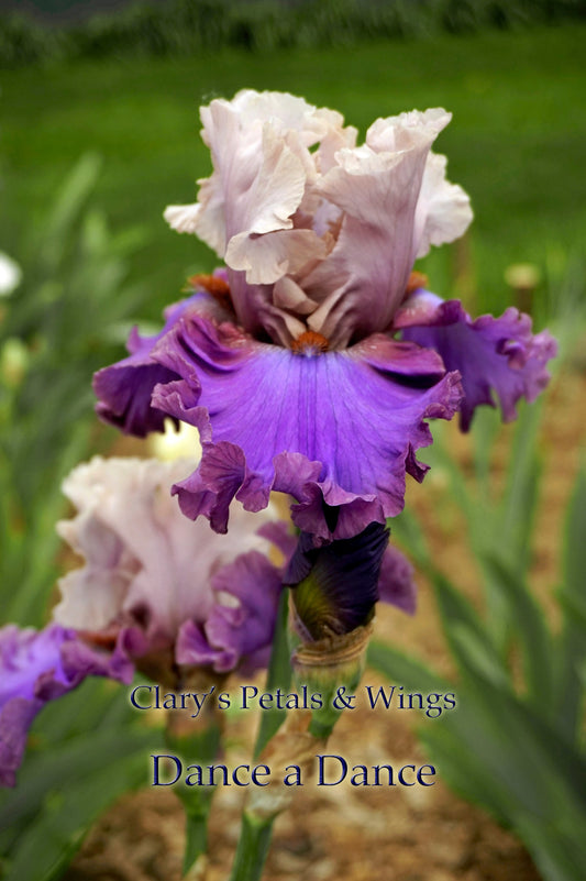 DANCE A DANCE - 2011 - TB