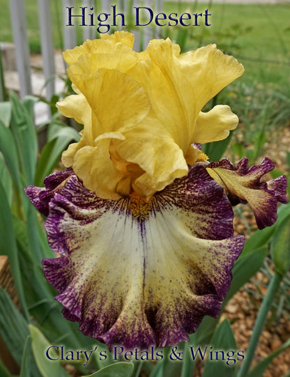 HIGH DESERT - 2015 Tall Bearded Iris - Plicata - Award Winner