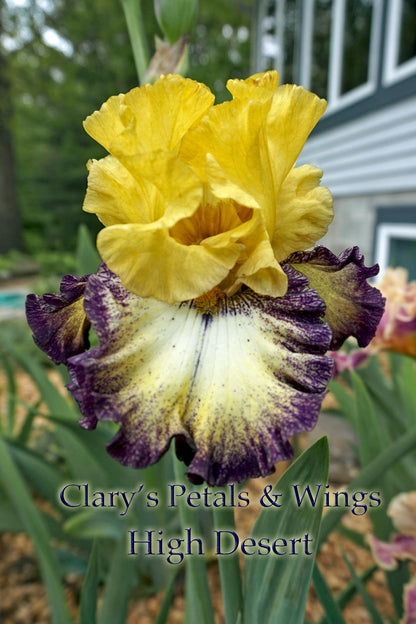 HIGH DESERT - 2015 Tall Bearded Iris - Plicata - Award Winner