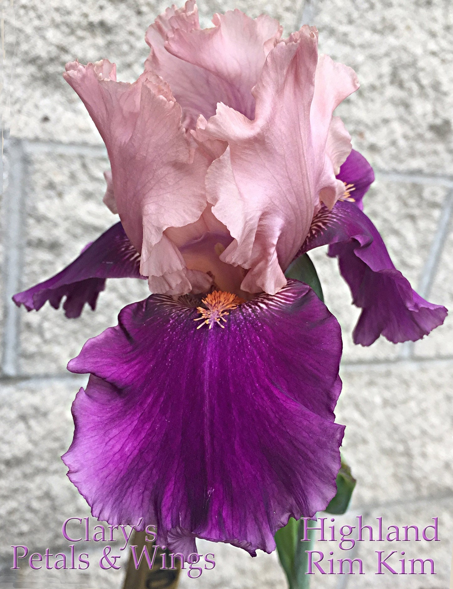 HIGHLAND RIM KIM - 2009 Tall Bearded Iris