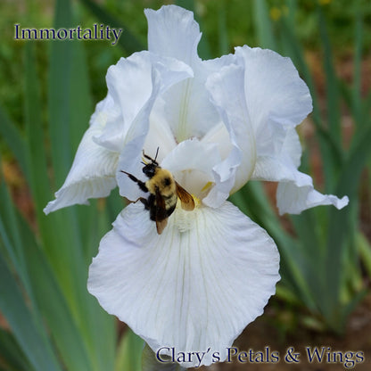 Immortality - Award Winning, Dependable Reblooming, Fragrant White Iris
