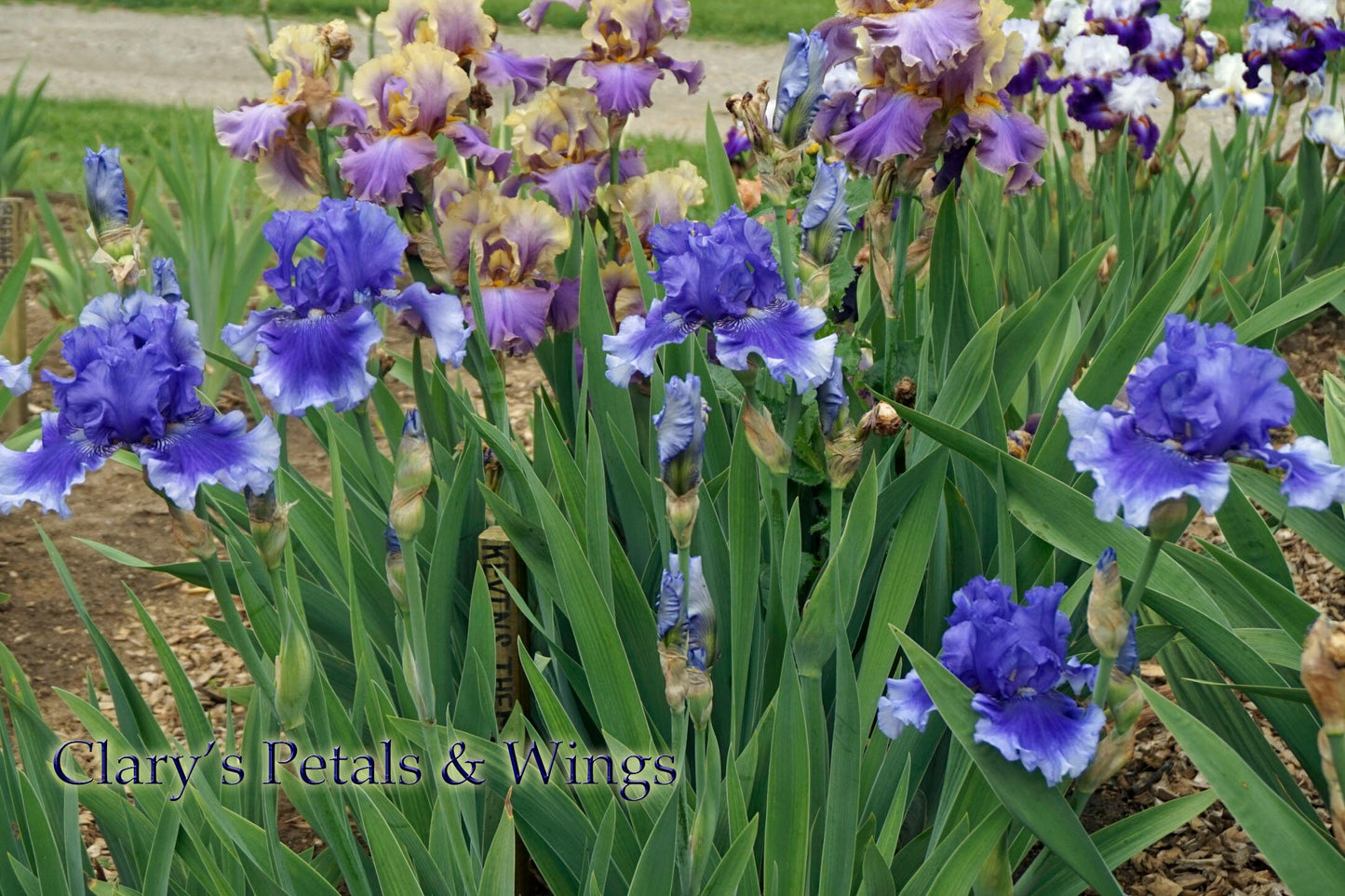 Money in Your Pocket - 2007 Tall Bearded Iris - Blue Award Winner