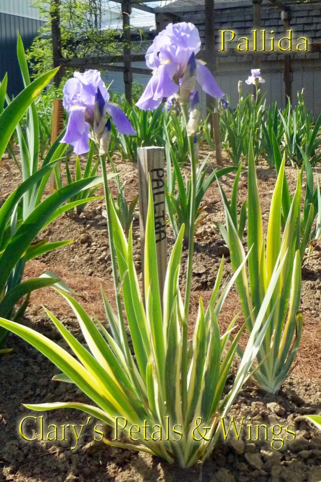 PALLIDA   Tall Bearded Iris  VARIEGATED   FRAGRANT