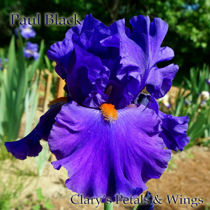 Paul Black - 2003 Iris, 7 x AWARD WINNER!  Dykes Medal 2010