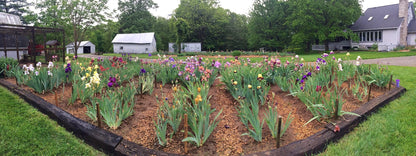 PEWTER and GOLD 2006 Tall Bearded Iris - Ruffled & Fragrant