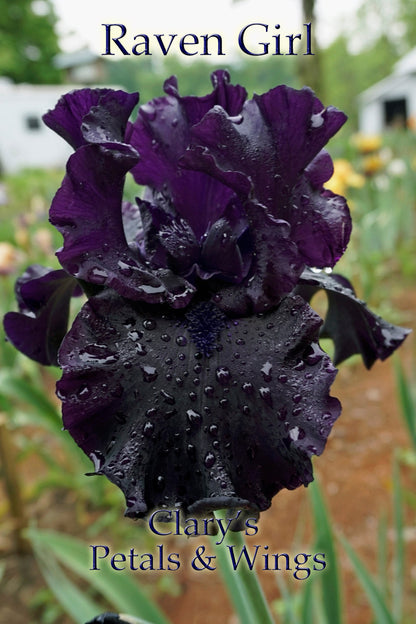 RAVEN GIRL - Tall Bearded Iris - 2008 - Ruffled & Black