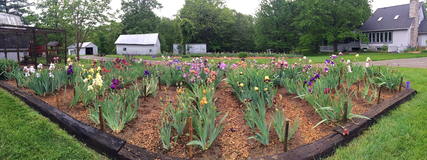 RECKLESS ABANDON - 2010 Tall Bearded Iris  Award Winner