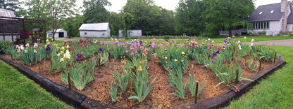 RECKLESS ABANDON - 2010 Tall Bearded Iris  Award Winner