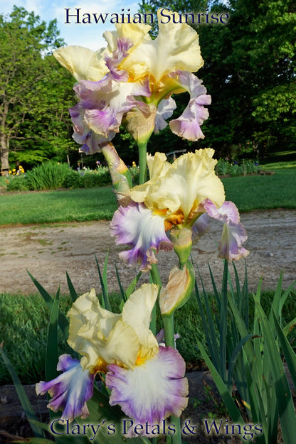 Hawaiian Sunrise - Tall Bearded Iris - Reblooming