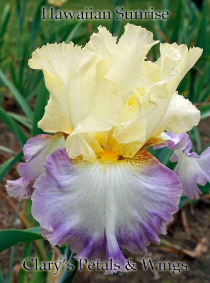 Hawaiian Sunrise - Tall Bearded Iris - Reblooming