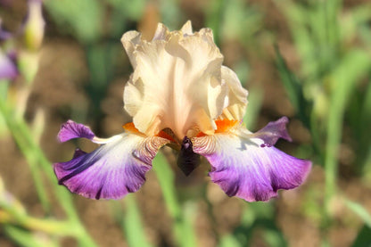Wings at Dawn - 2014 Tall Bearded Iris