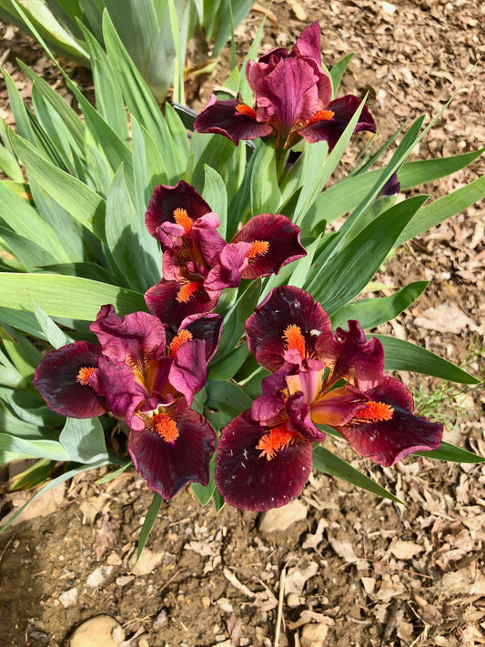OUTSPOKEN - Standard Dwarf Bearded Iris
