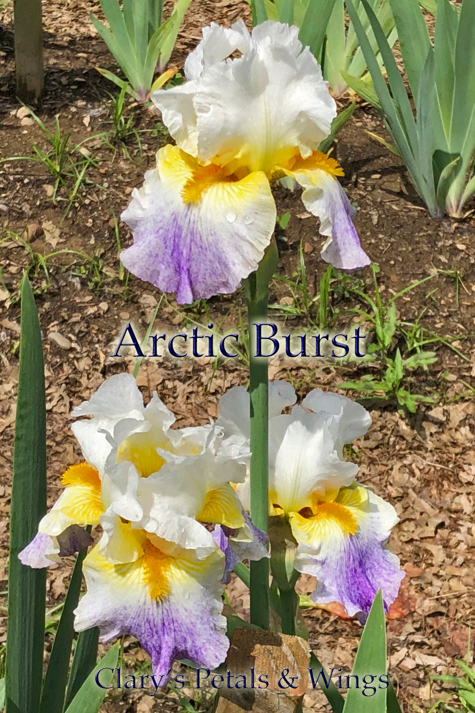Arctic Burst - 2008 Tall Bearded Iris - Award Winner
