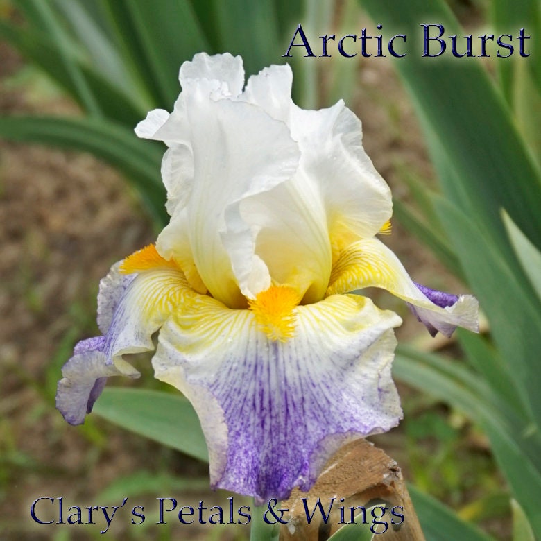 Arctic Burst - 2008 Tall Bearded Iris - Award Winner