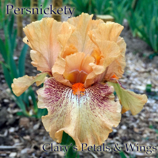 PERSNICKETY 2009 IB