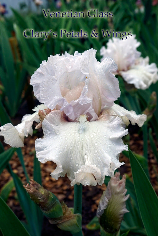 VENETIAN GLASS - 2003 - TB