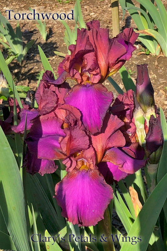 TORCHWOOD - 2013 Tall Bearded Iris - Fragrant Garden Standout