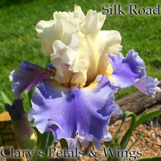 SILK ROAD - 2008 Tall Bearded Iris - Award Winner