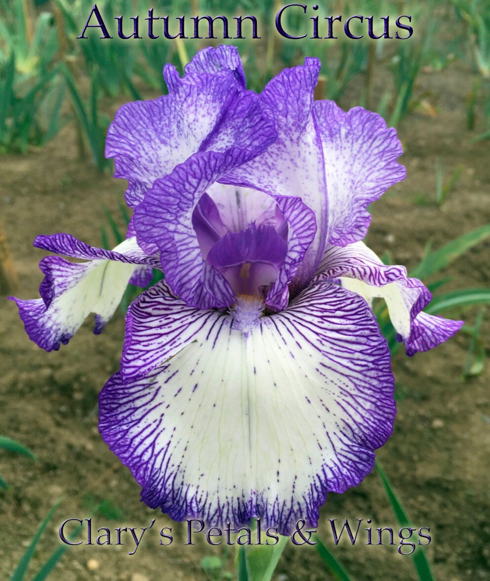Autumn Circus - Tall Bearded Iris - Reblooming
