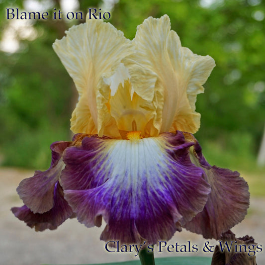 BLAME IT ON RIO - 2016 - TB