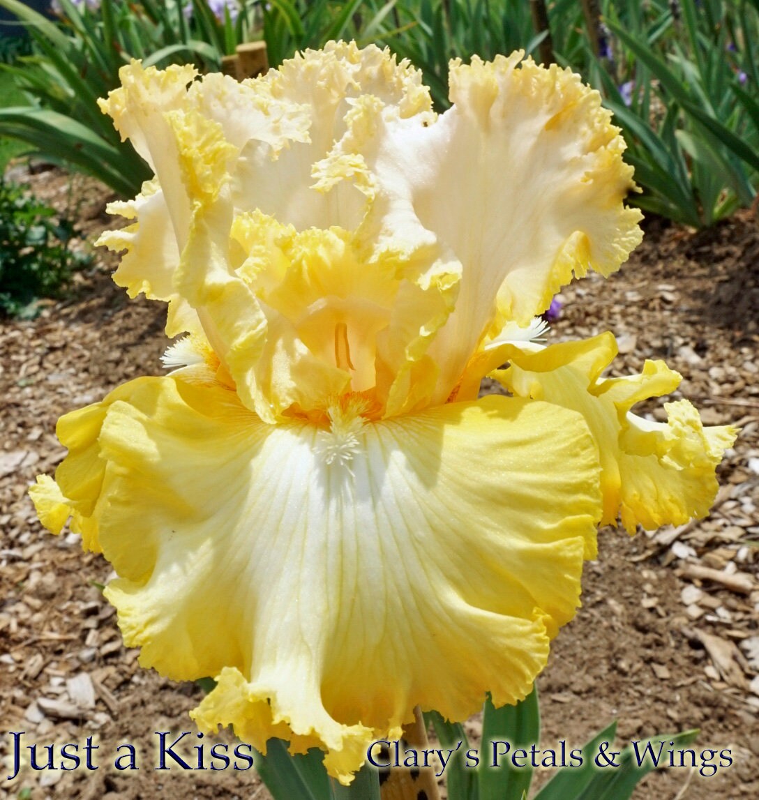 Just a Kiss Away - 2009 Tall Bearded Iris - Award Winner