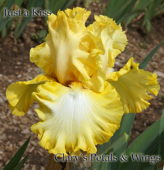 Just a Kiss Away - 2009 Tall Bearded Iris - Award Winner