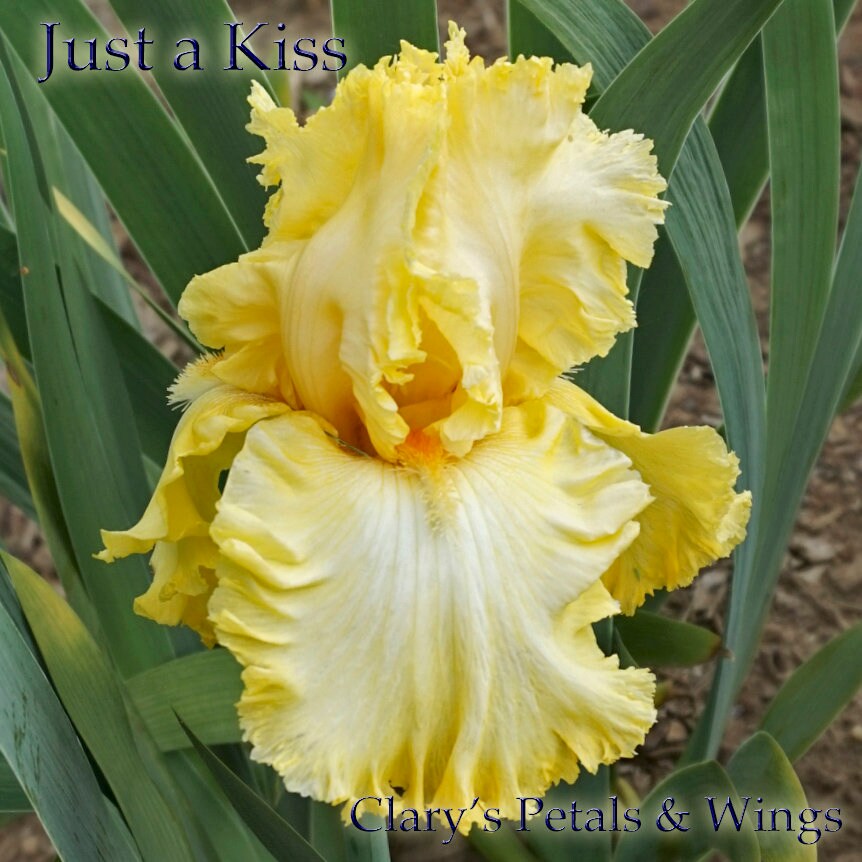 Just a Kiss Away - 2009 Tall Bearded Iris - Award Winner