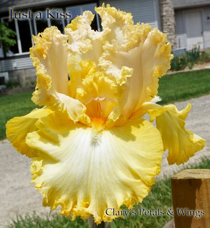 Just a Kiss Away - 2009 Tall Bearded Iris - Award Winner