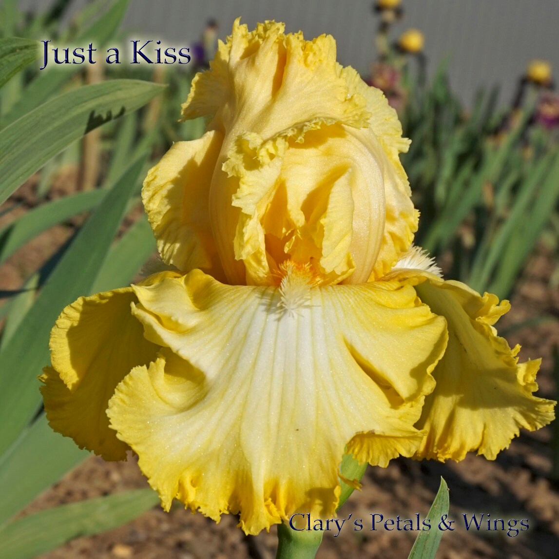 Just a Kiss Away - 2009 Tall Bearded Iris - Award Winner