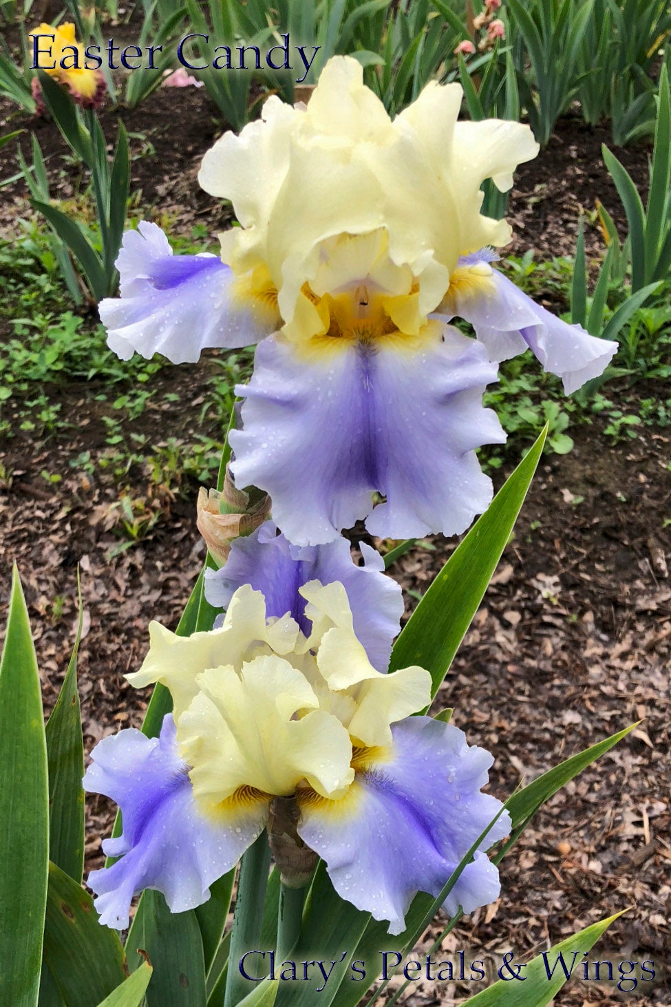 EASTER CANDY - Keppel 2011 Tall Bearded Iris - Award Winner